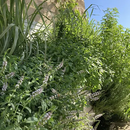 Corte Baracca B&B Suite